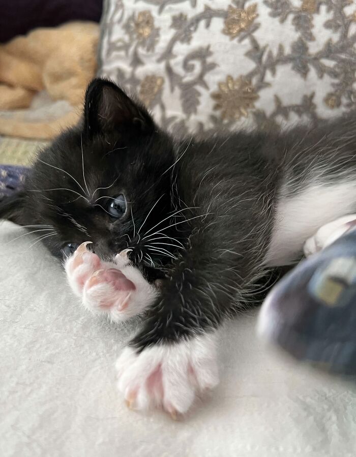 80 Cat Claw Pictures That Serve As A Gentle Reminder Of Who Is In Charge