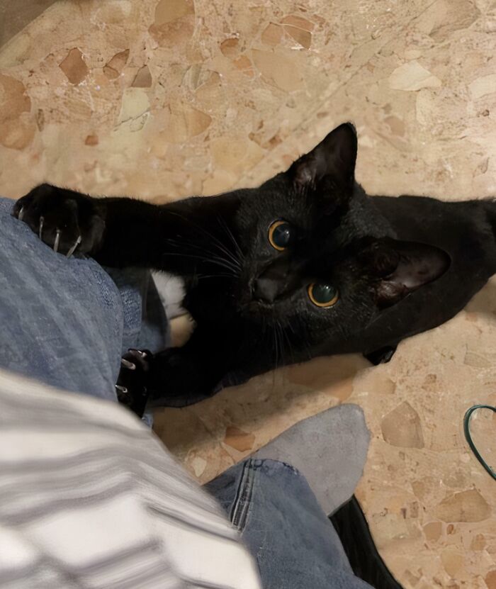 80 Cat Claw Pictures That Serve As A Gentle Reminder Of Who Is In Charge