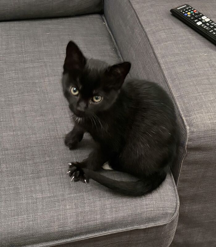 80 Cat Claw Pictures That Serve As A Gentle Reminder Of Who Is In Charge