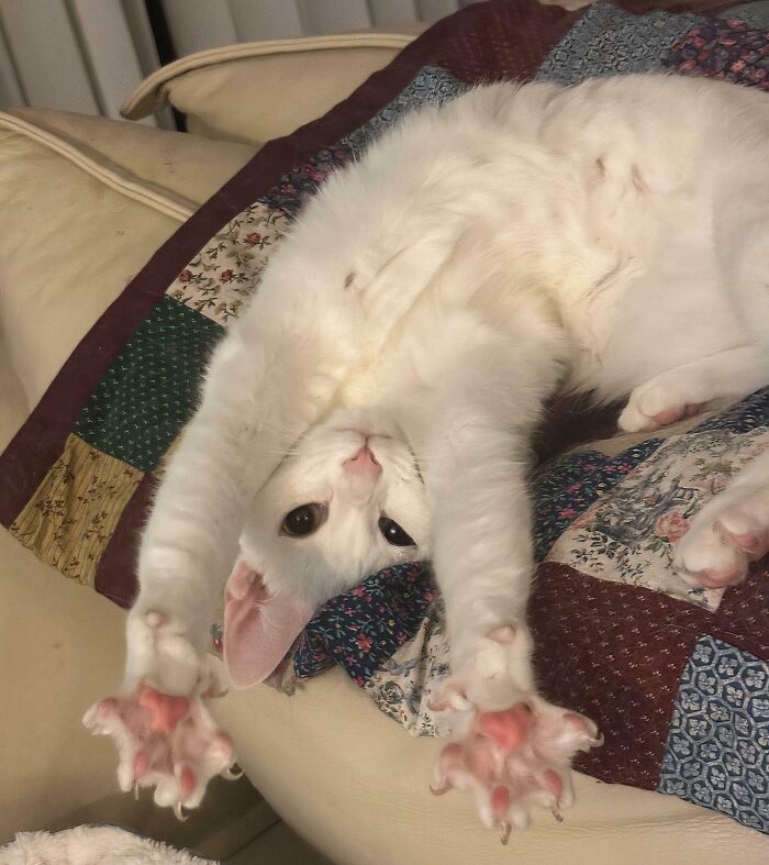 80 Cat Claw Pictures That Serve As A Gentle Reminder Of Who Is In Charge
