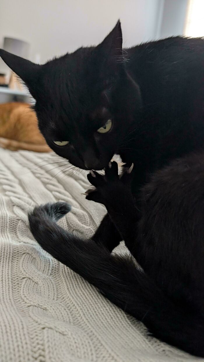 80 Cat Claw Pictures That Serve As A Gentle Reminder Of Who Is In Charge