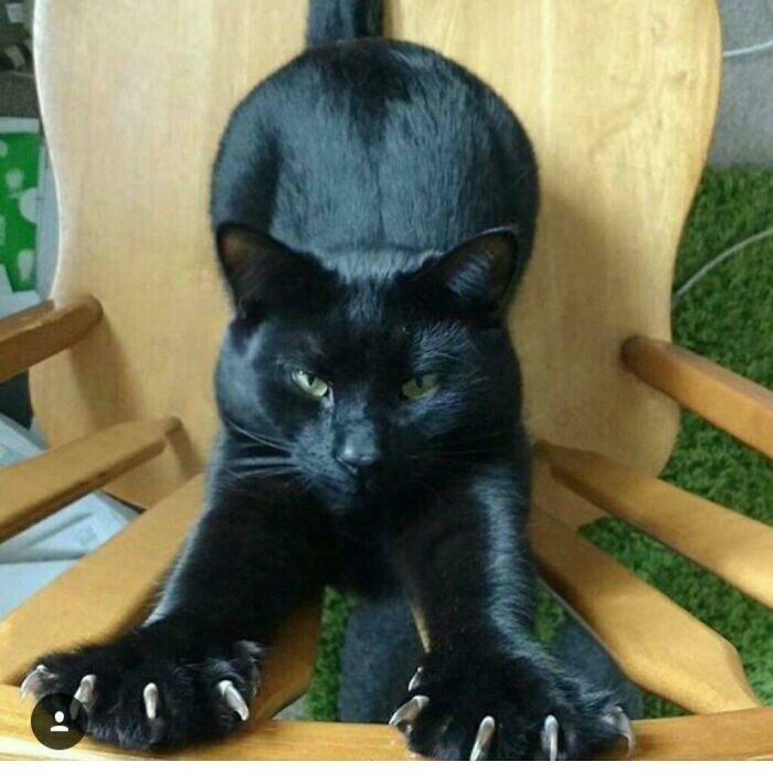 80 Cat Claw Pictures That Serve As A Gentle Reminder Of Who Is In Charge