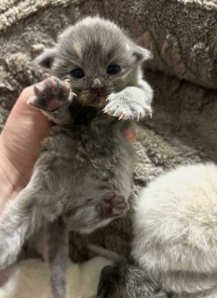80 Cat Claw Pictures That Serve As A Gentle Reminder Of Who Is In Charge