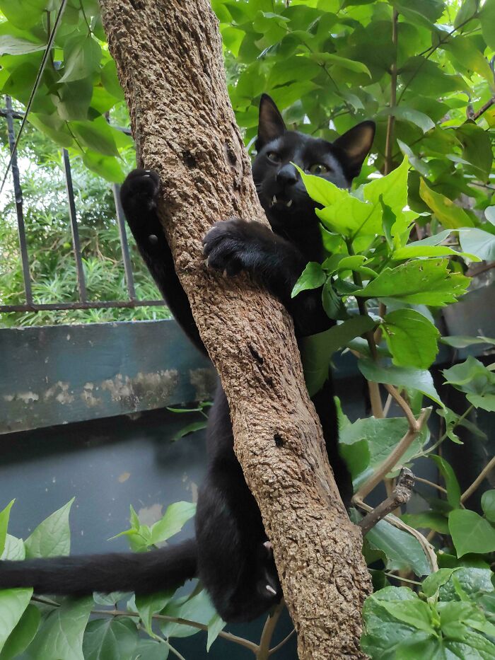 80 Cat Claw Pictures That Serve As A Gentle Reminder Of Who Is In Charge