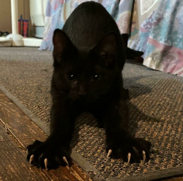 80 Cat Claw Pictures That Serve As A Gentle Reminder Of Who Is In Charge