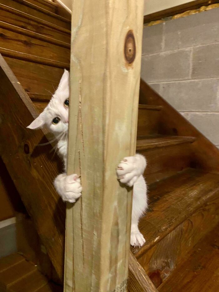 80 Cat Claw Pictures That Serve As A Gentle Reminder Of Who Is In Charge