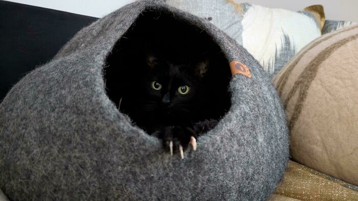 80 Cat Claw Pictures That Serve As A Gentle Reminder Of Who Is In Charge