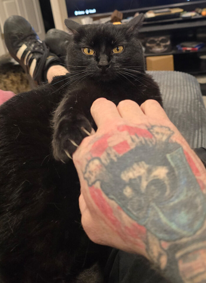 80 Cat Claw Pictures That Serve As A Gentle Reminder Of Who Is In Charge