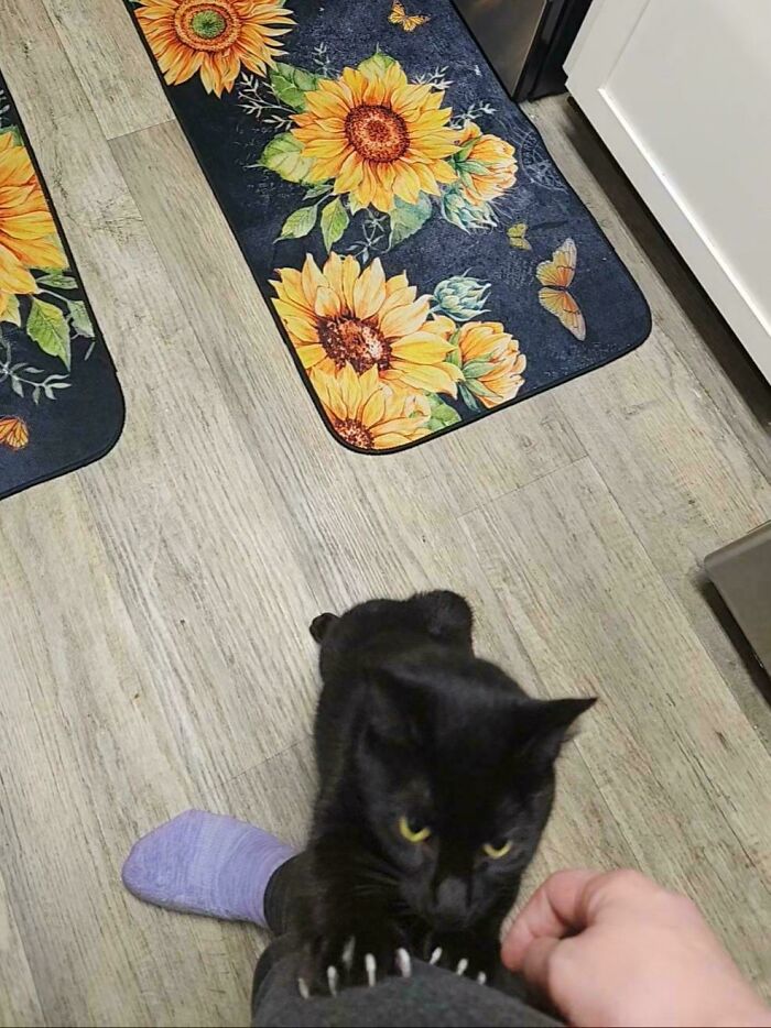 80 Cat Claw Pictures That Serve As A Gentle Reminder Of Who Is In Charge