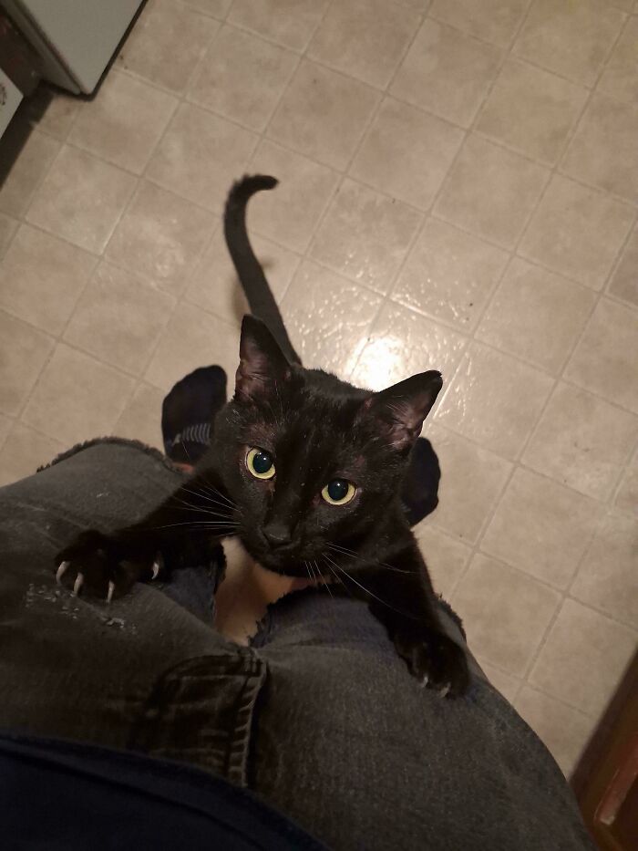 80 Cat Claw Pictures That Serve As A Gentle Reminder Of Who Is In Charge