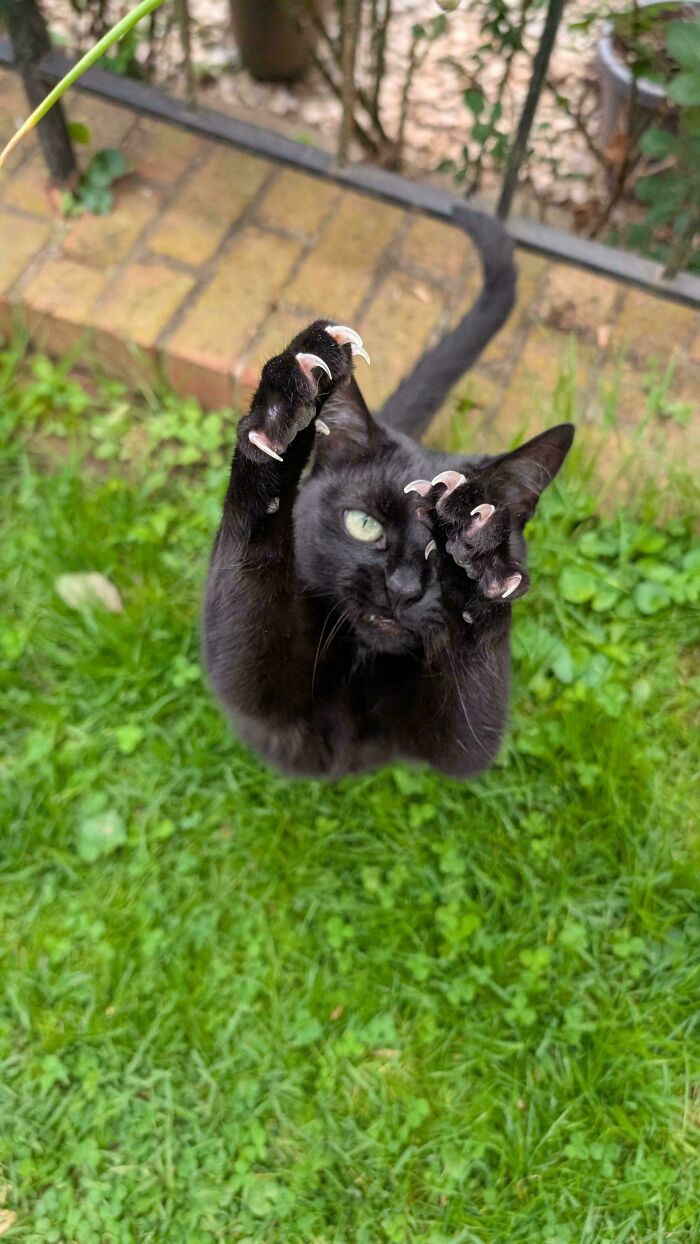 80 Cat Claw Pictures That Serve As A Gentle Reminder Of Who Is In Charge