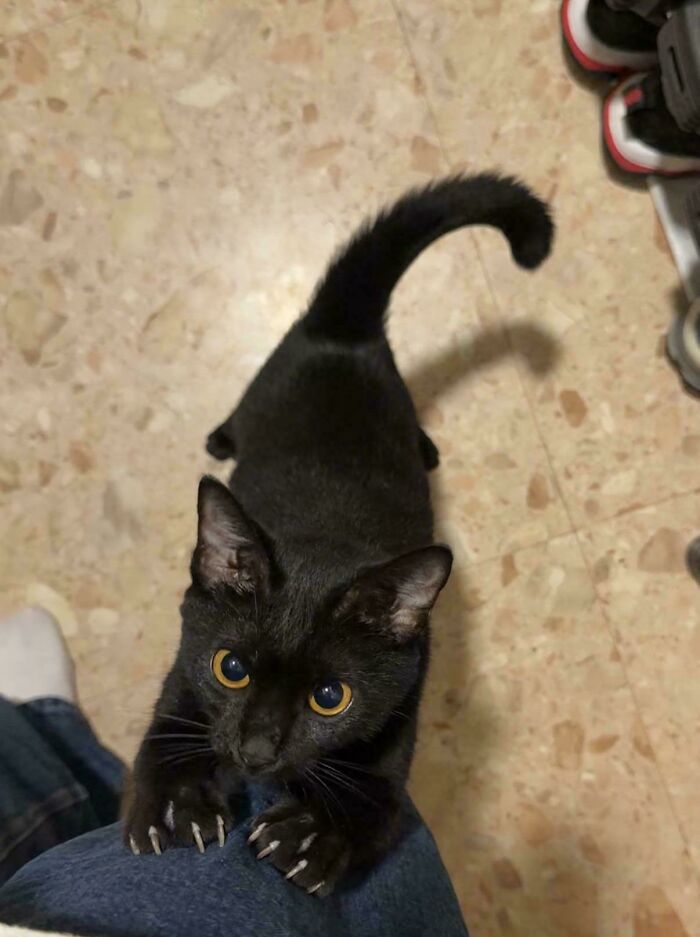 80 Cat Claw Pictures That Serve As A Gentle Reminder Of Who Is In Charge