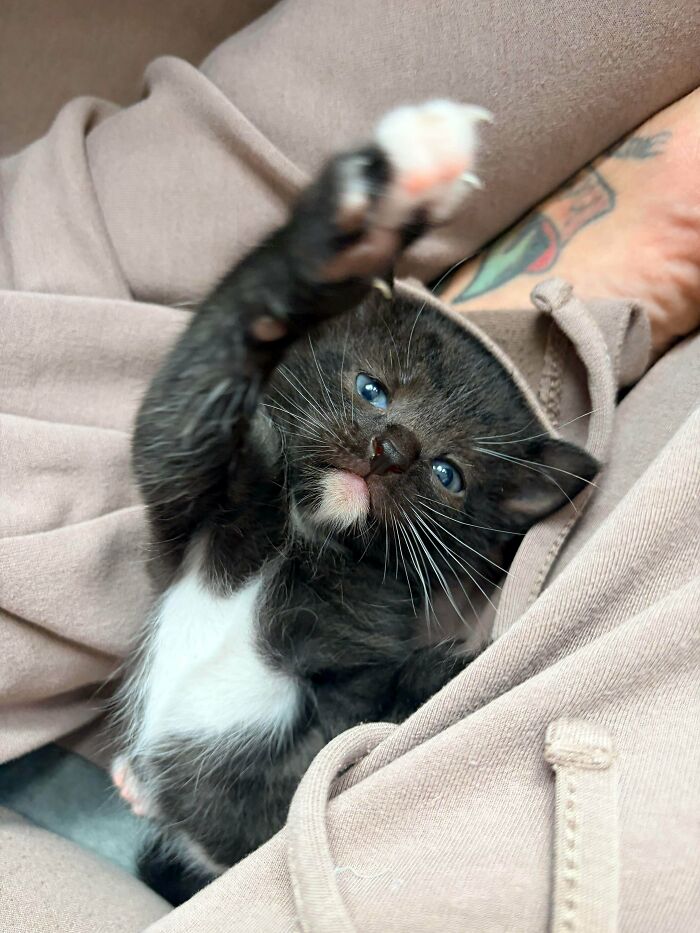 80 Cat Claw Pictures That Serve As A Gentle Reminder Of Who Is In Charge