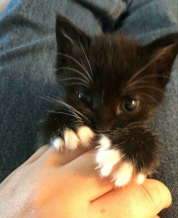 80 Cat Claw Pictures That Serve As A Gentle Reminder Of Who Is In Charge