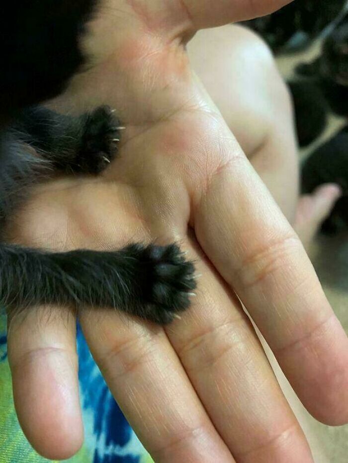 80 Cat Claw Pictures That Serve As A Gentle Reminder Of Who Is In Charge