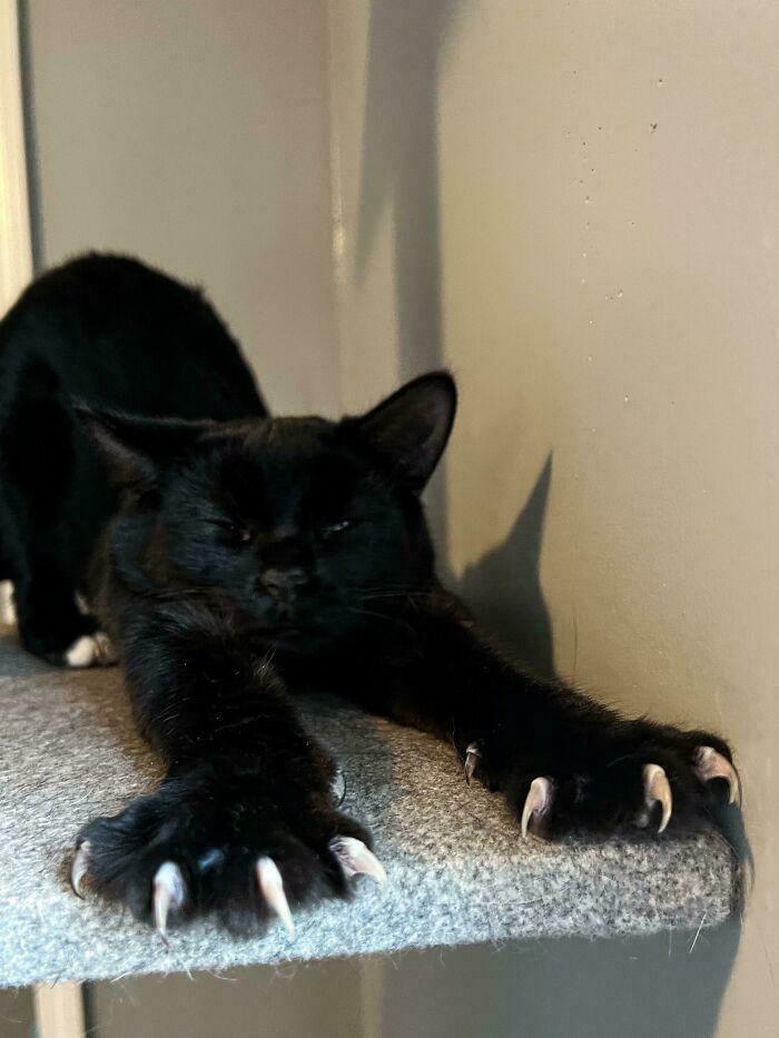 80 Cat Claw Pictures That Serve As A Gentle Reminder Of Who Is In Charge