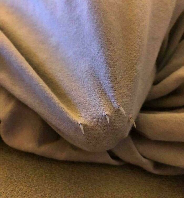 80 Cat Claw Pictures That Serve As A Gentle Reminder Of Who Is In Charge