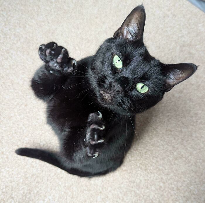 80 Cat Claw Pictures That Serve As A Gentle Reminder Of Who Is In Charge