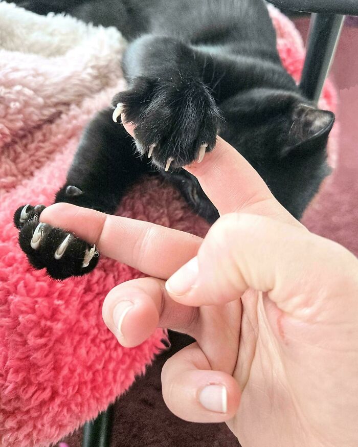 80 Cat Claw Pictures That Serve As A Gentle Reminder Of Who Is In Charge