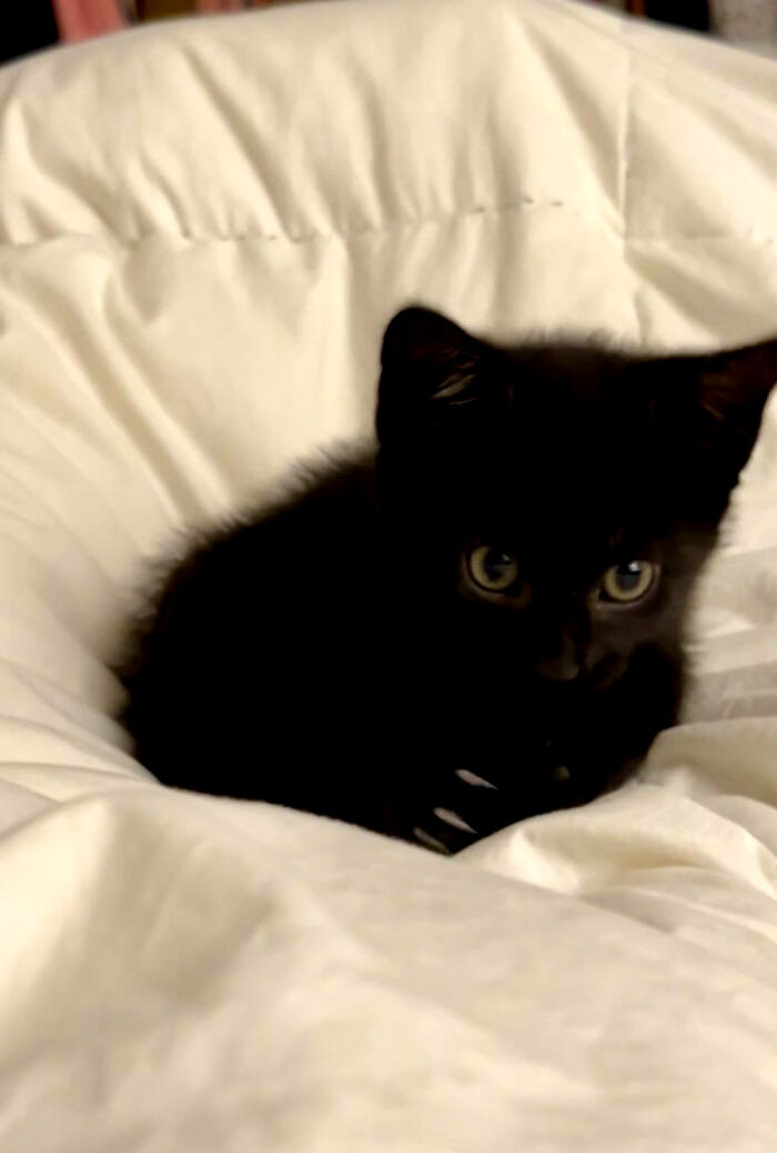 80 Cat Claw Pictures That Serve As A Gentle Reminder Of Who Is In Charge