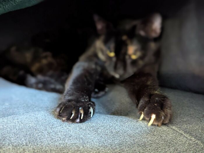 80 Cat Claw Pictures That Serve As A Gentle Reminder Of Who Is In Charge
