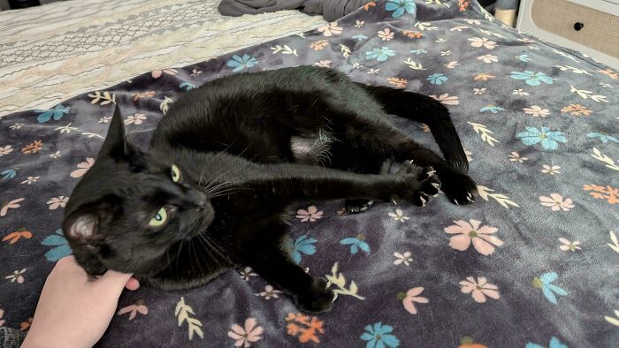 80 Cat Claw Pictures That Serve As A Gentle Reminder Of Who Is In Charge