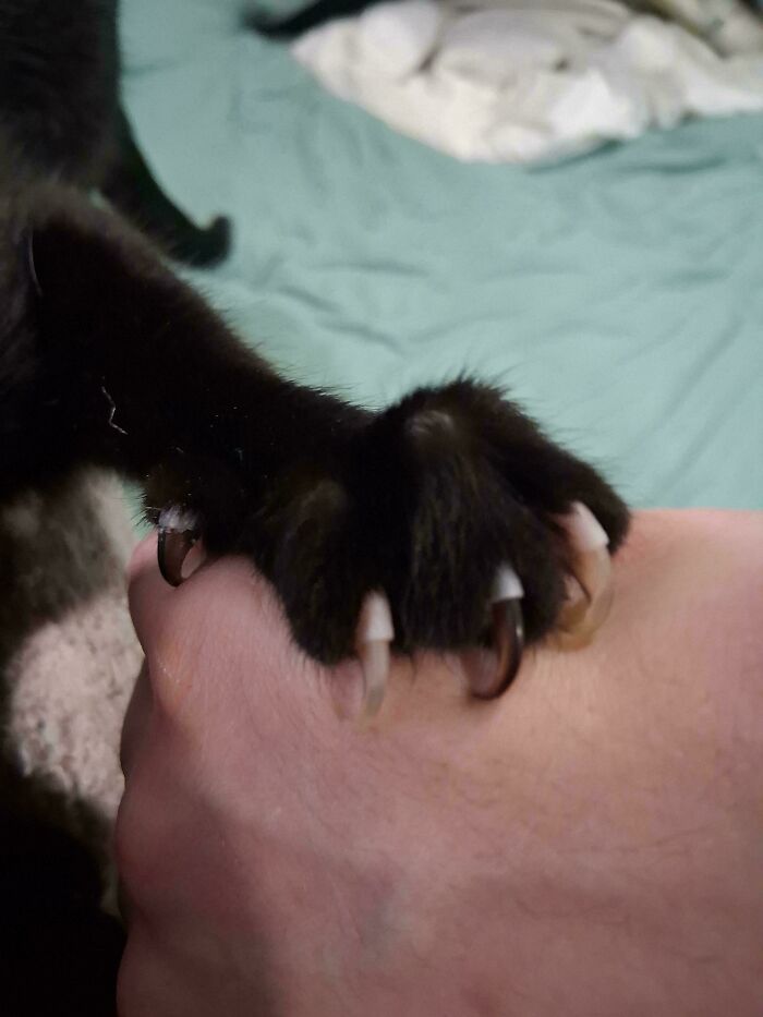 80 Cat Claw Pictures That Serve As A Gentle Reminder Of Who Is In Charge