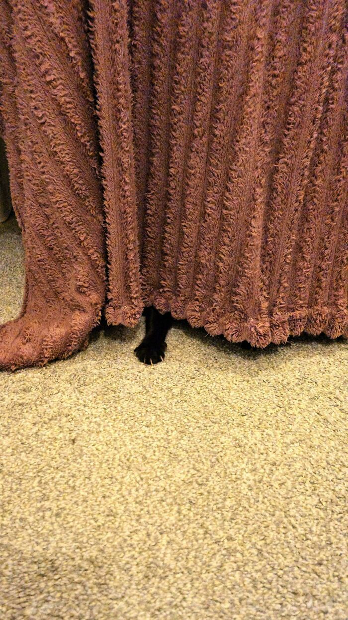 80 Cat Claw Pictures That Serve As A Gentle Reminder Of Who Is In Charge