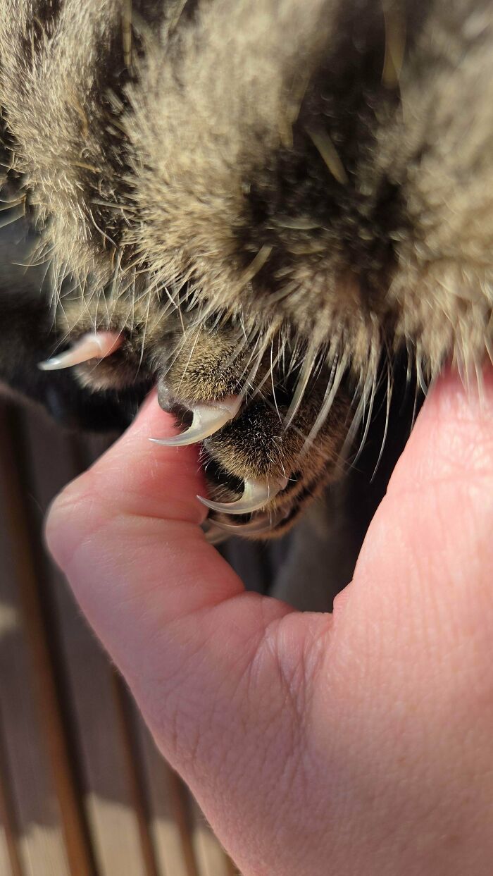 80 Cat Claw Pictures That Serve As A Gentle Reminder Of Who Is In Charge