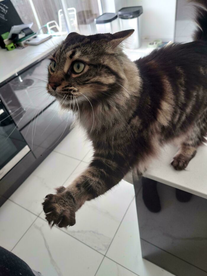 80 Cat Claw Pictures That Serve As A Gentle Reminder Of Who Is In Charge