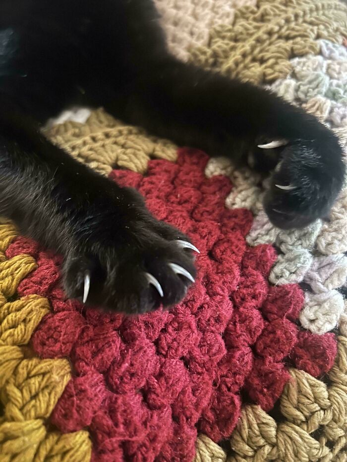 80 Cat Claw Pictures That Serve As A Gentle Reminder Of Who Is In Charge