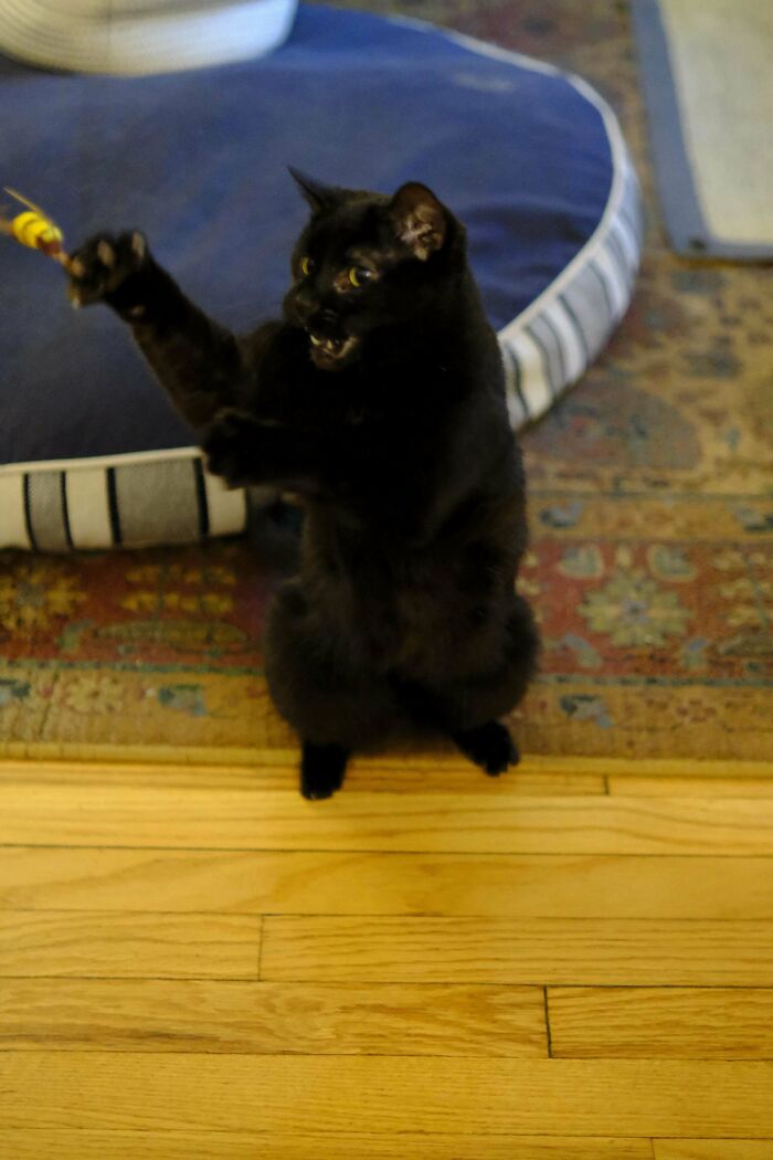 80 Cat Claw Pictures That Serve As A Gentle Reminder Of Who Is In Charge