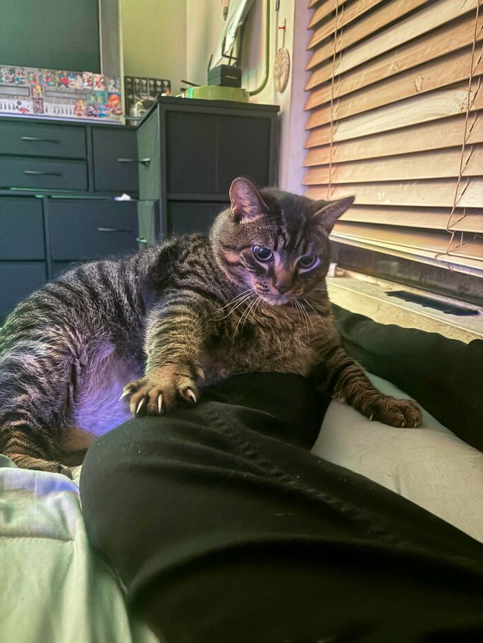 80 Cat Claw Pictures That Serve As A Gentle Reminder Of Who Is In Charge