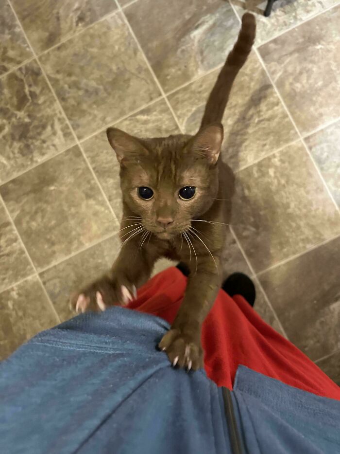 80 Cat Claw Pictures That Serve As A Gentle Reminder Of Who Is In Charge