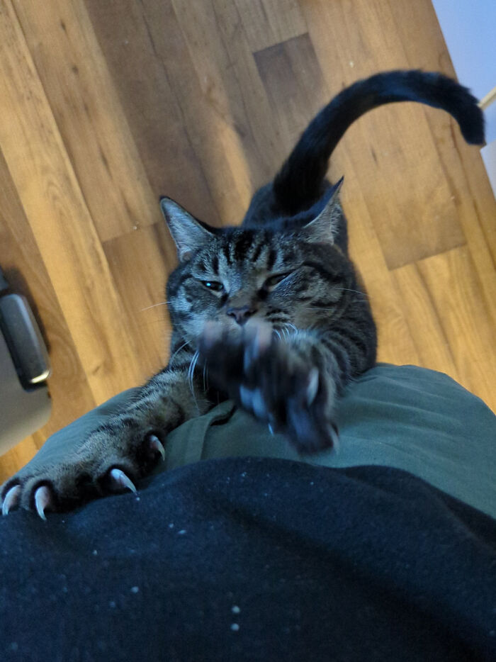 80 Cat Claw Pictures That Serve As A Gentle Reminder Of Who Is In Charge
