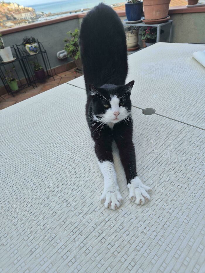 80 Cat Claw Pictures That Serve As A Gentle Reminder Of Who Is In Charge