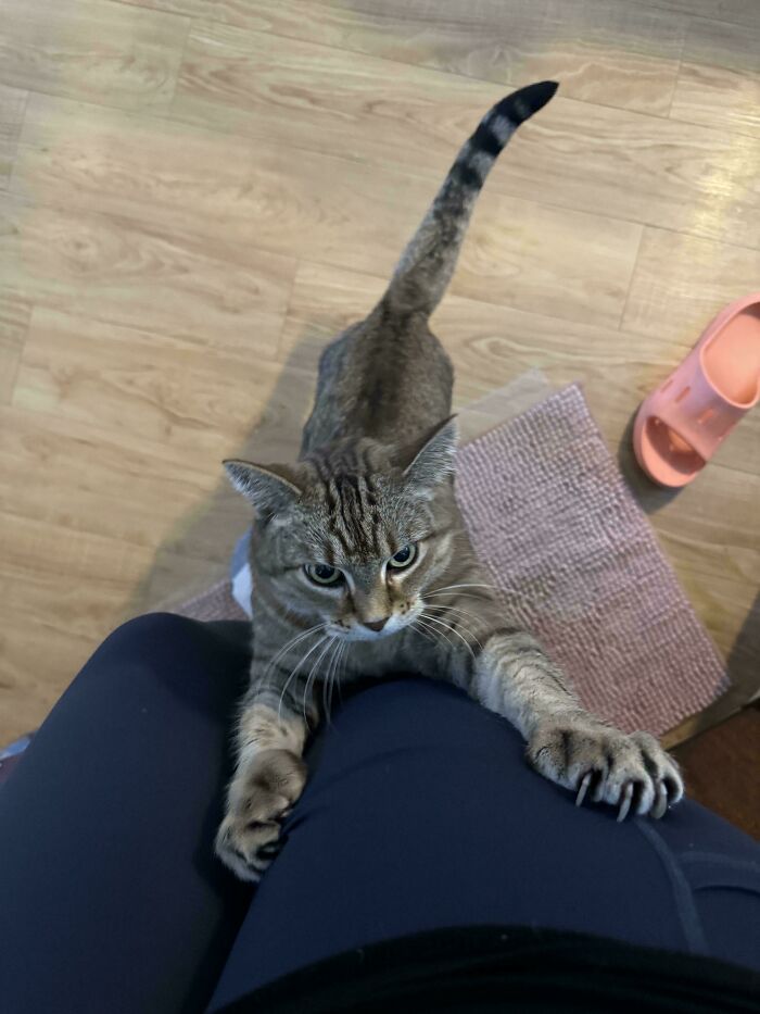 80 Cat Claw Pictures That Serve As A Gentle Reminder Of Who Is In Charge