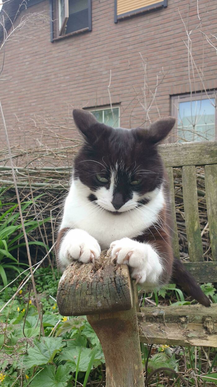 80 Cat Claw Pictures That Serve As A Gentle Reminder Of Who Is In Charge