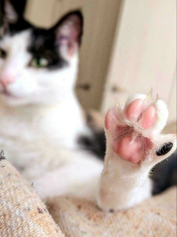 80 Cat Claw Pictures That Serve As A Gentle Reminder Of Who Is In Charge