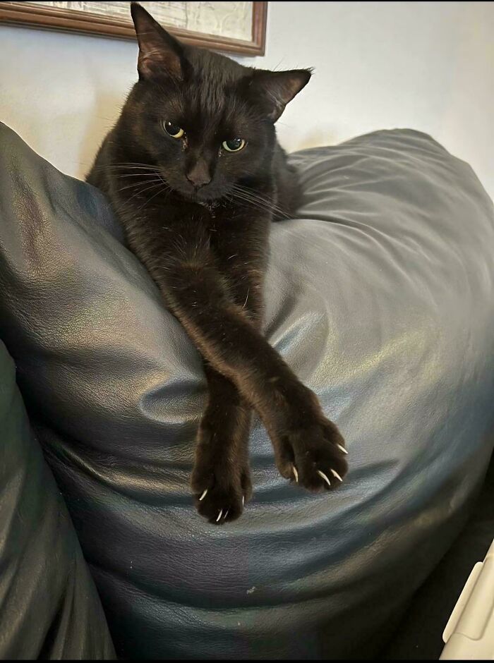 80 Cat Claw Pictures That Serve As A Gentle Reminder Of Who Is In Charge