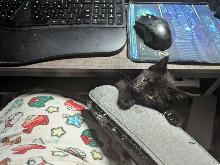 80 Cat Claw Pictures That Serve As A Gentle Reminder Of Who Is In Charge