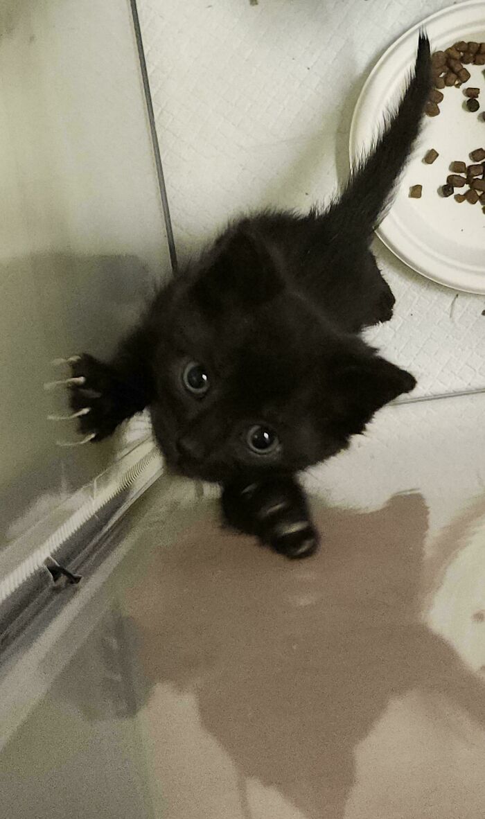 80 Cat Claw Pictures That Serve As A Gentle Reminder Of Who Is In Charge