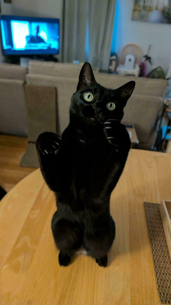 80 Cat Claw Pictures That Serve As A Gentle Reminder Of Who Is In Charge