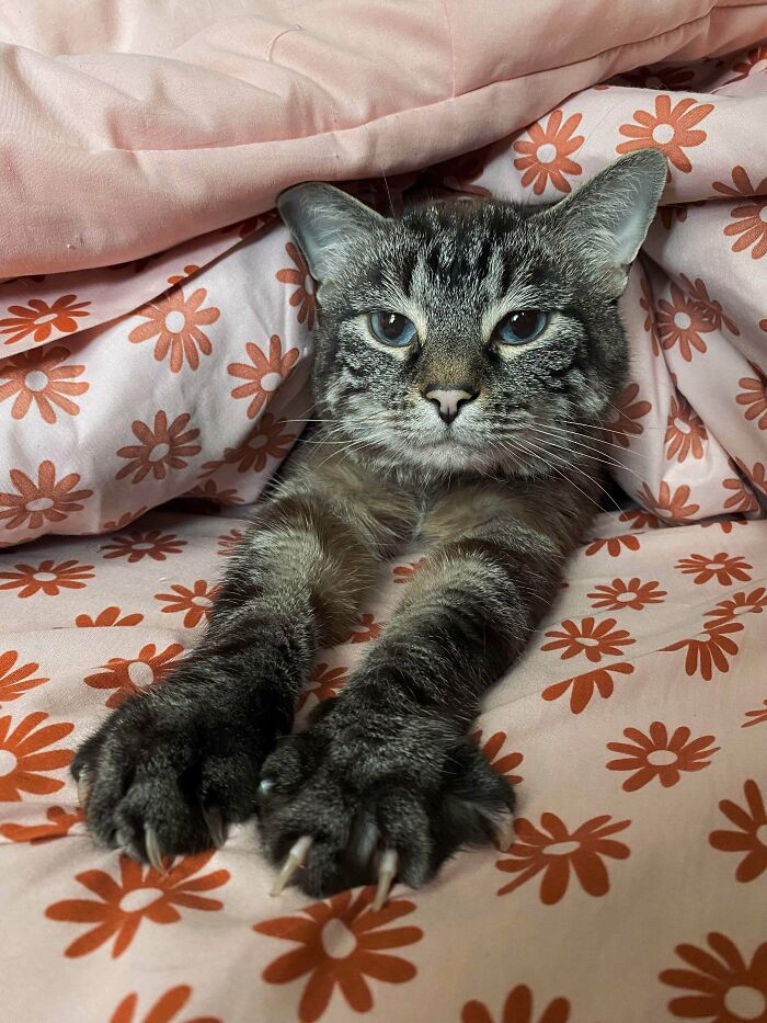 80 Cat Claw Pictures That Serve As A Gentle Reminder Of Who Is In Charge