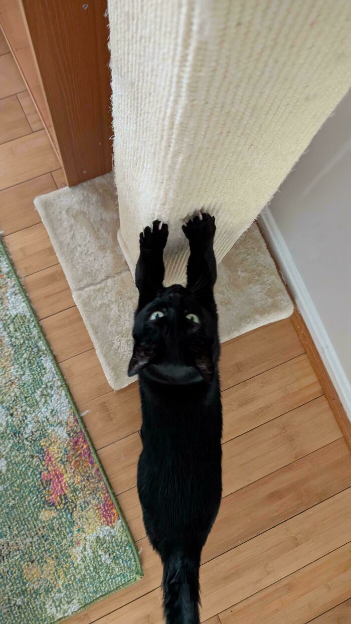 80 Cat Claw Pictures That Serve As A Gentle Reminder Of Who Is In Charge