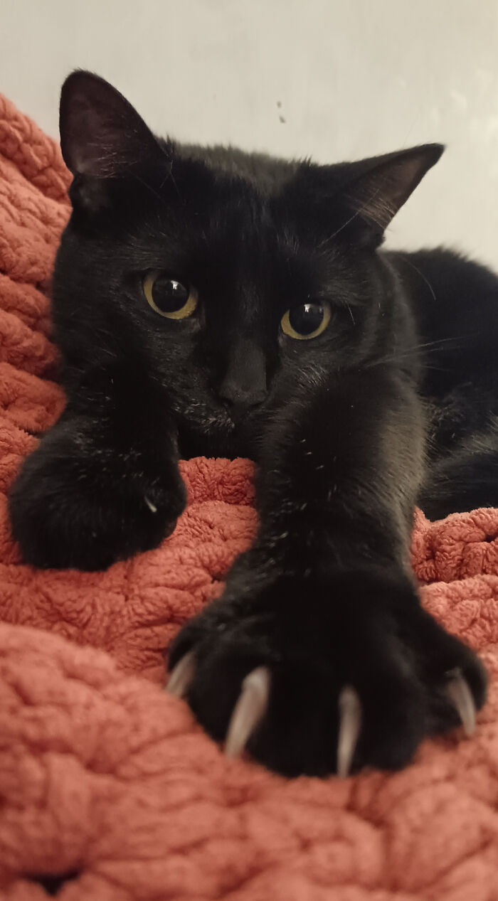 80 Cat Claw Pictures That Serve As A Gentle Reminder Of Who Is In Charge