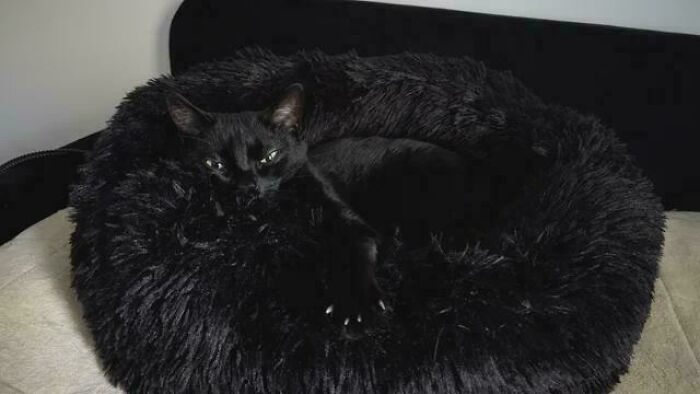 80 Cat Claw Pictures That Serve As A Gentle Reminder Of Who Is In Charge