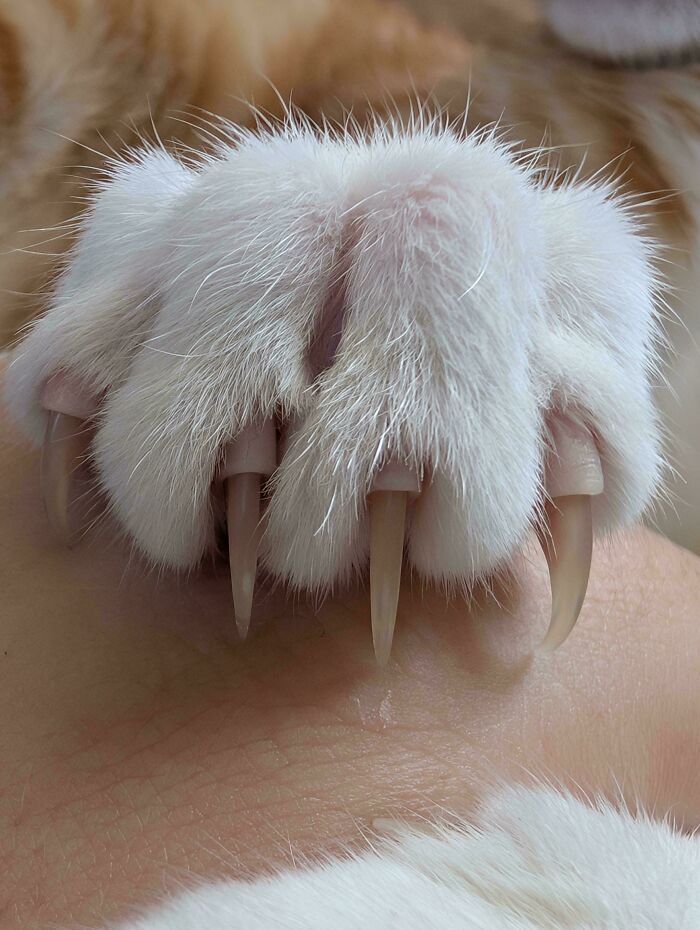 80 Cat Claw Pictures That Serve As A Gentle Reminder Of Who Is In Charge
