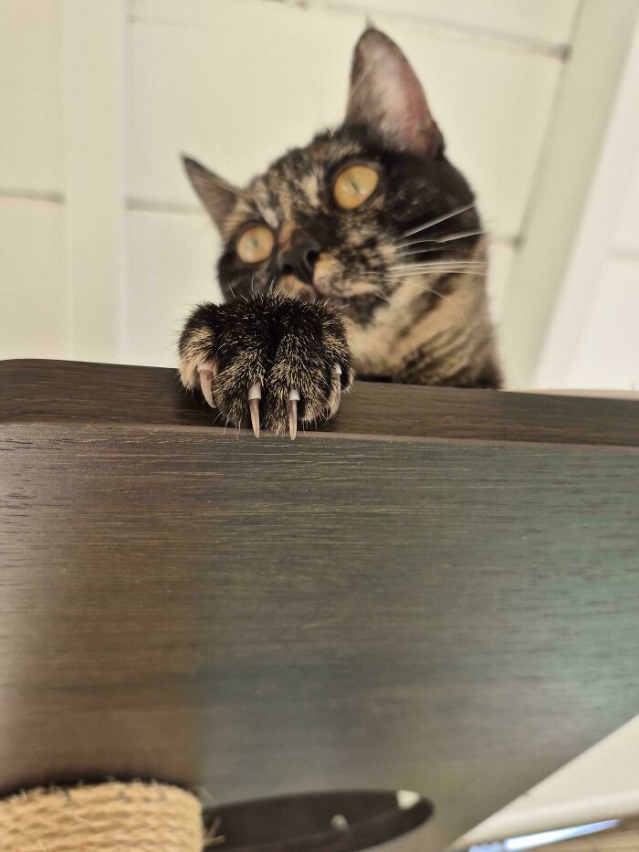 80 Cat Claw Pictures That Serve As A Gentle Reminder Of Who Is In Charge