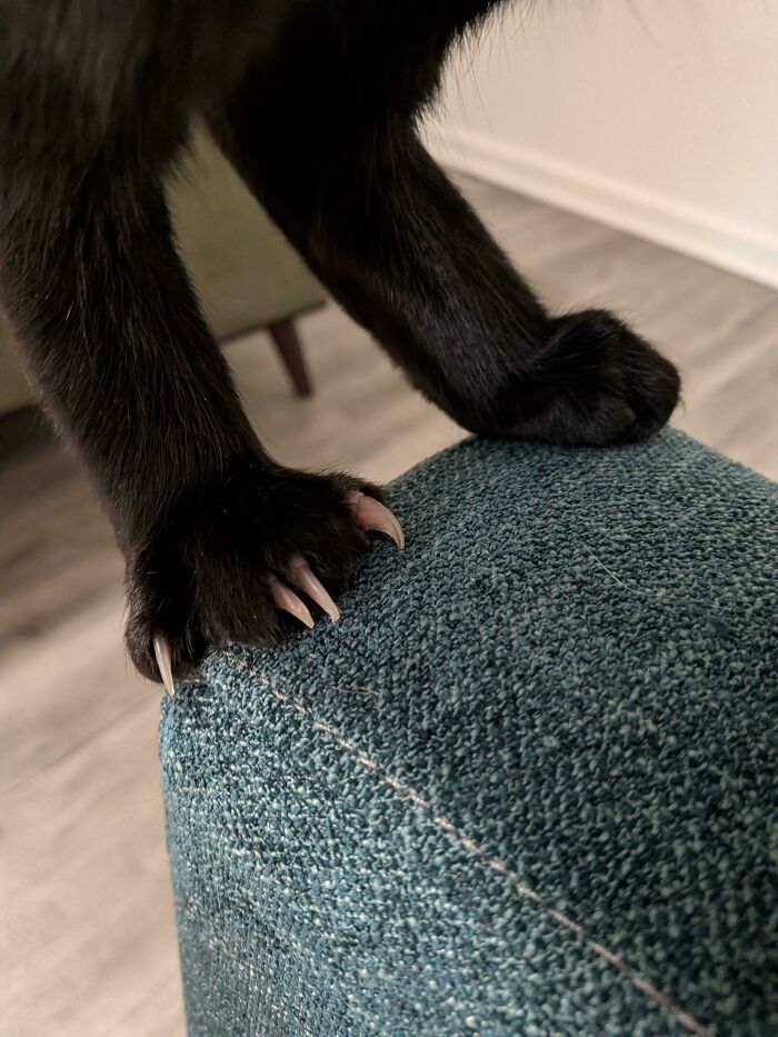 80 Cat Claw Pictures That Serve As A Gentle Reminder Of Who Is In Charge